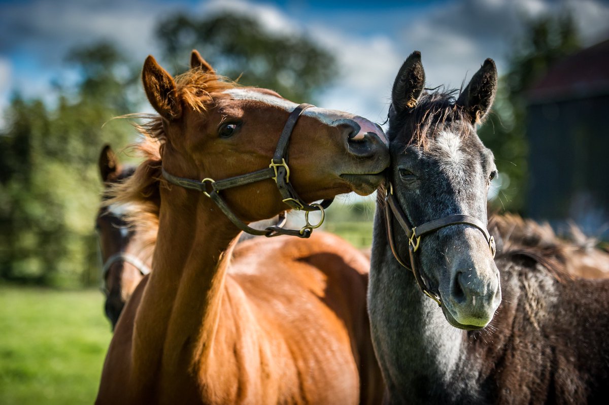 AgaKhanStuds's tweet photo. “A smart colt with a future” according to Dermot Weld. Zuenoon, a 2yo colt by Havana Gold out of Zindana (Dalakhani) wins on his 2nd outing @Galway_Races today. He’s pictured here (right) as a foal in Ireland. #promising2yo https://t.co/yaeliMNlmN