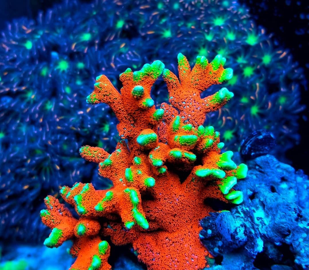 BudmansCorals's tweet image. Celebrating the Bubblegum Digi with some fireworks in the background. 🎆💥