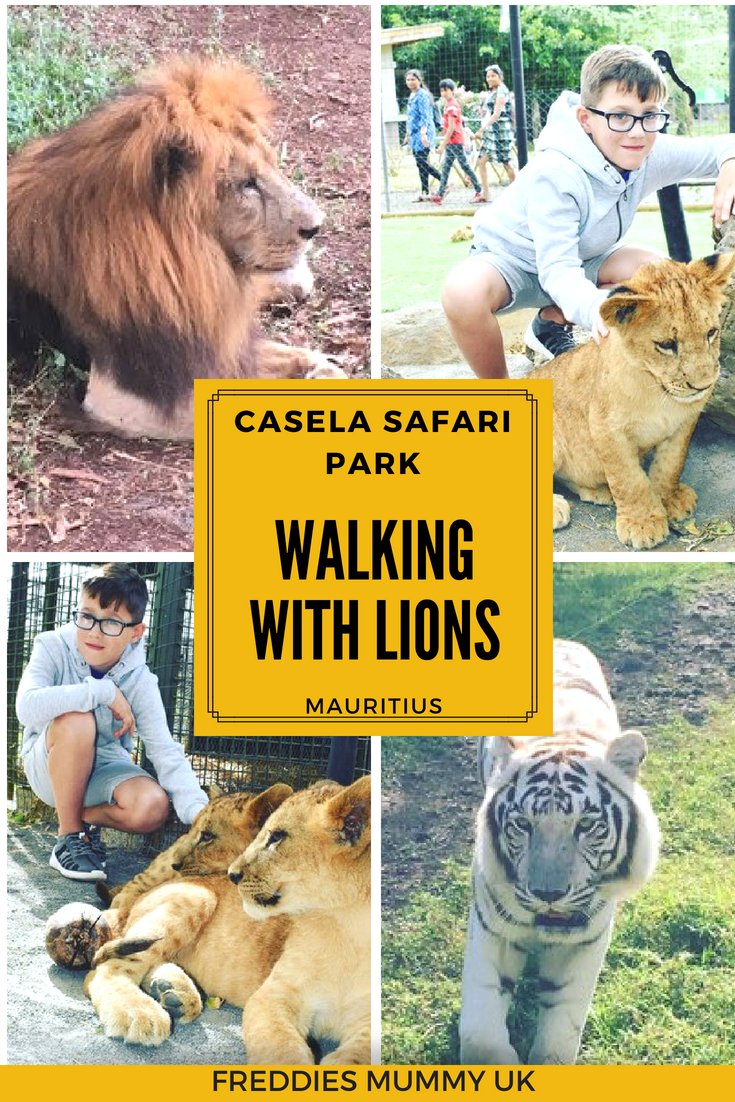 Walking with lions in Mauritius vcb.bz/2s72 RT @freddiesmummyuk