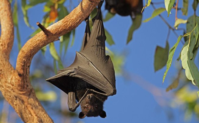 EnergyGardenLDN's tweet photo. The @KewSociety want to turn their Energy Garden into a wildlife sanctuary! If youโre an expert on OR passionate about birds and bat boxes #GetInvolved! @BurgessPk @LondonBatGroup @WildLondon #WeWantWildlife #Rewilding #ChangingStations #TransformForLondon https://t.co/T06iZrgvUj
