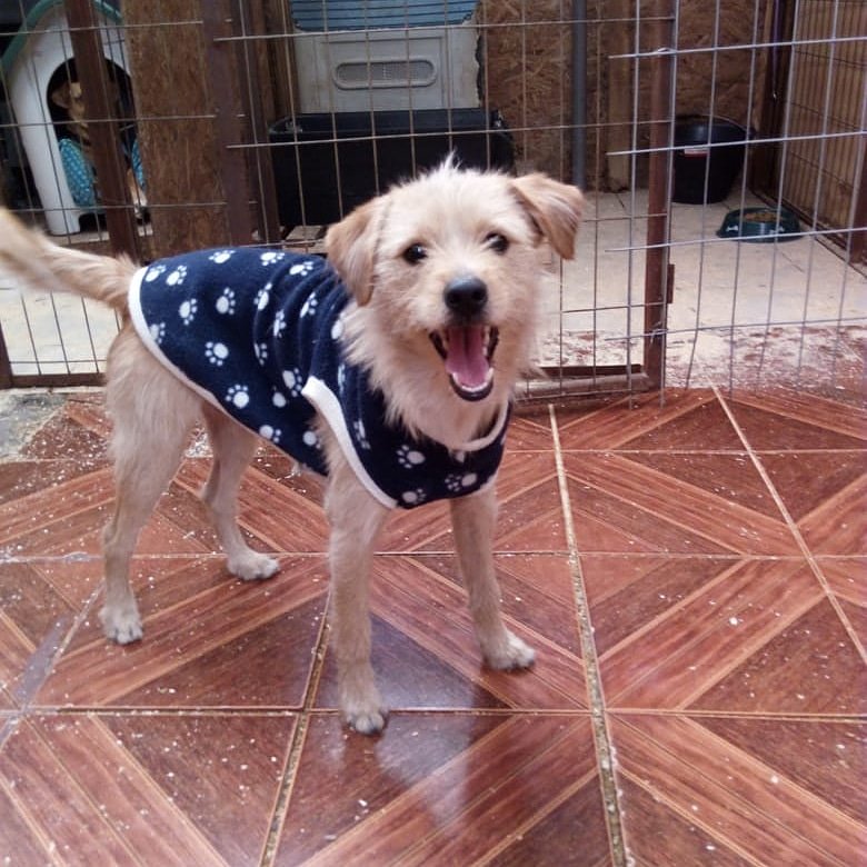 ProaniSanMiguel's tweet photo. Mañana sábado los esperamos en nuestra Jornada de adopción y venta de articulos de mascotas, hermosas capitas de polar en todas las tallas,  ropa reciclada, libros, juguetes, etc. desde las 13,00 horas.
Con tu compra nos ayudas a seguir salvando vidas. https://t.co/MFrb2enLCT