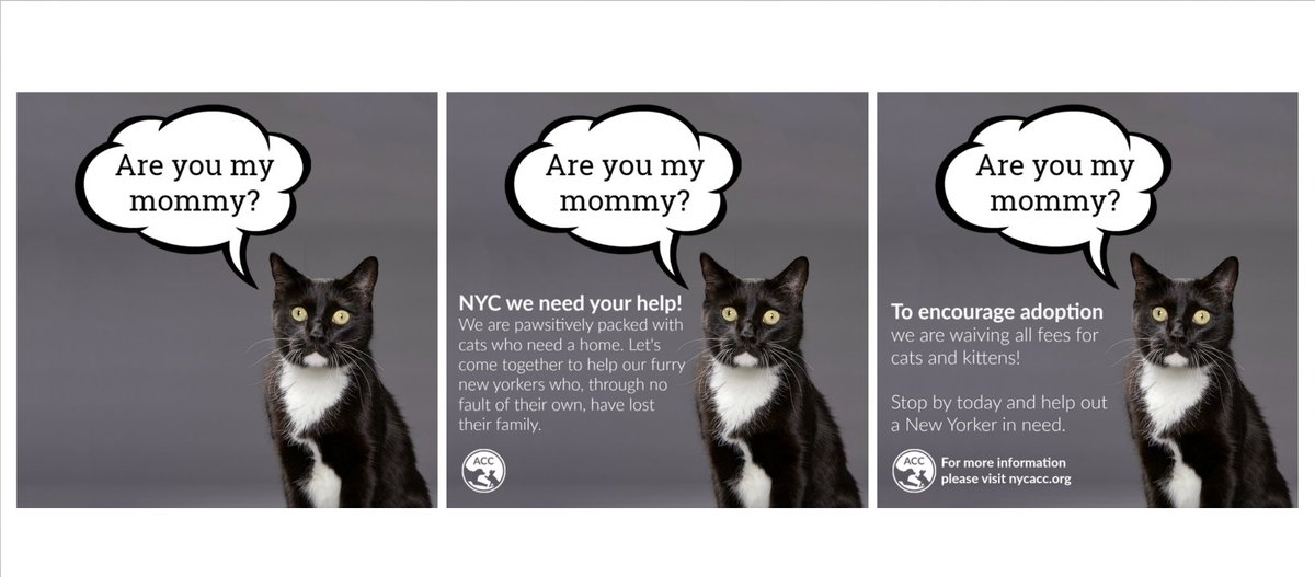 Animal Care Centers of NYC tweet media