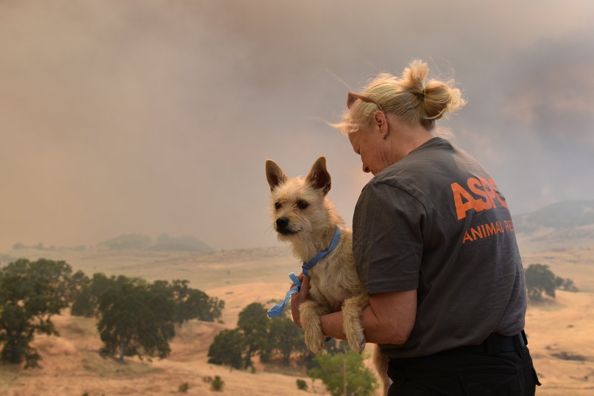 ASPCA tweet media