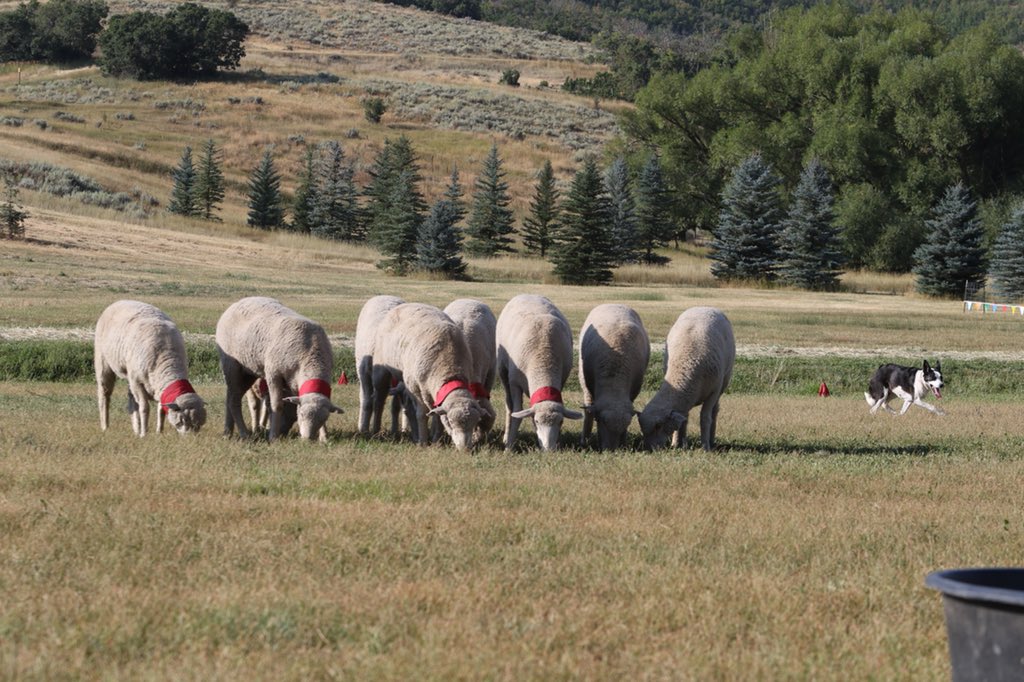 What kind of car does a sheep like to drive? 

A Lamborghini. 

All jokes aside, we can't wait for the Soldier Hollow Classic! It's finally August and we're only a few weeks away. 

Buy your tickets online and save $2 over buying them at the event. 

soldierhollowclassic.com/tickets/