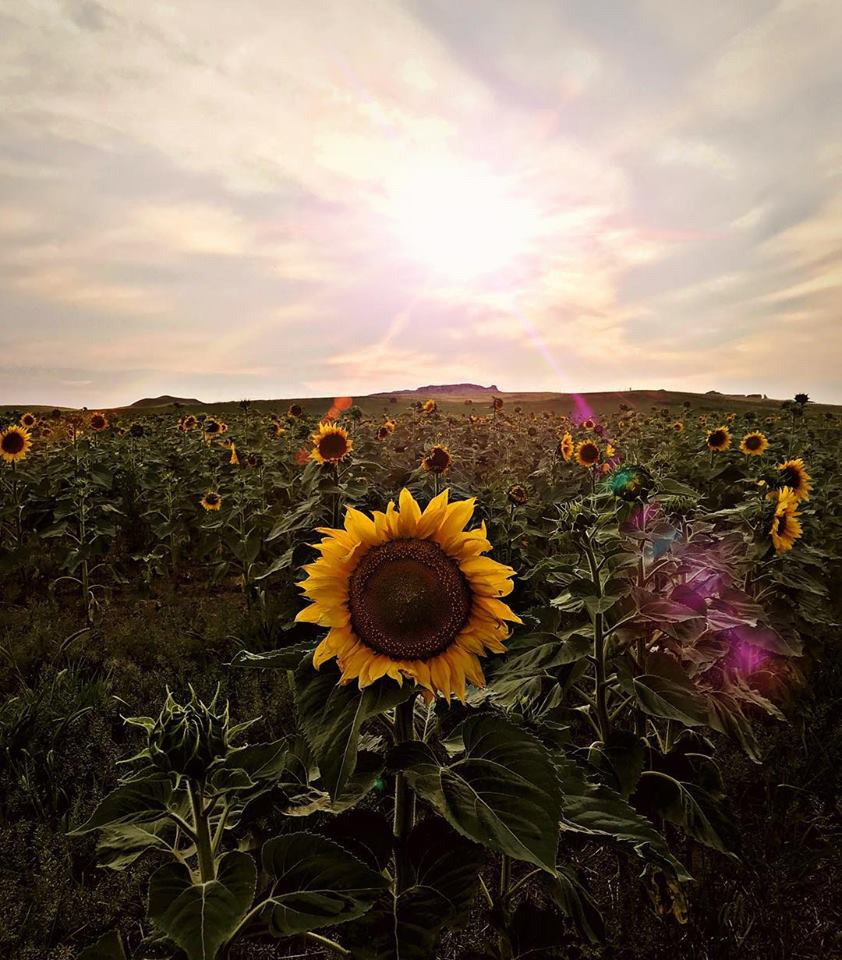 DickinsonCVB's tweet photo. {#Sunflower Fun Flower} #TheWesternEdge is covered in sunflowers at this time of the year! #VisitDickinson and drive through the beautiful farmland to experience this for yourself. Photo by joel.d.walters, taken near #WhiteButte in SW #NorthDakota. https://t.co/AJWn69ikvs