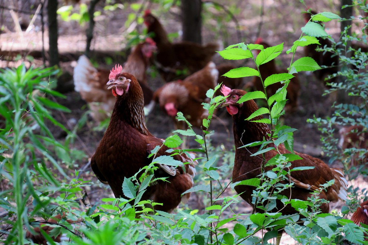 We snapped this photo of our pasture-raised gals singing "Wide Open Spaces." Okay, not really but it would be fitting! Happy #FarmFriday from the Braswell Chicks!
