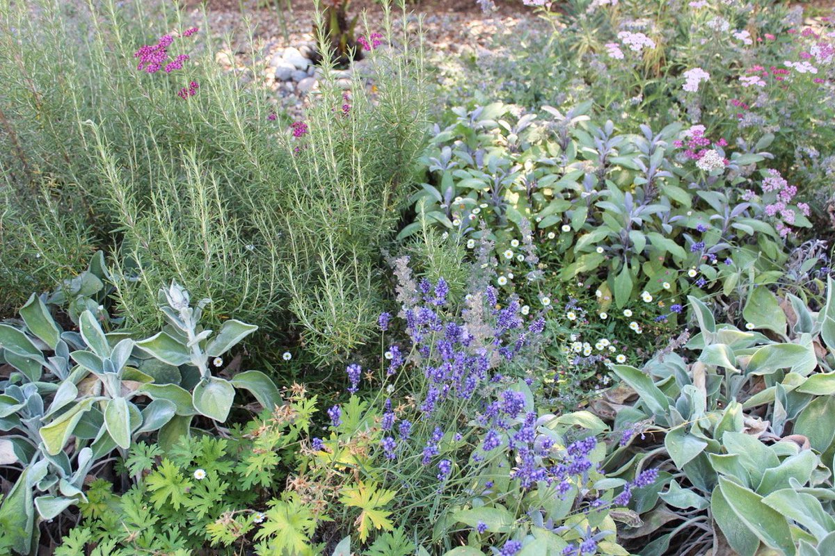 EnergyGardenLDN's tweet photo. This herbaceous delight has been grown by #CommunityGardeners in a #LondonOverground station for all to enjoy @PhytologyLondon @HackneyHerbal #EverydayActivism #TransformForLondon https://t.co/0tcZeBKWWB