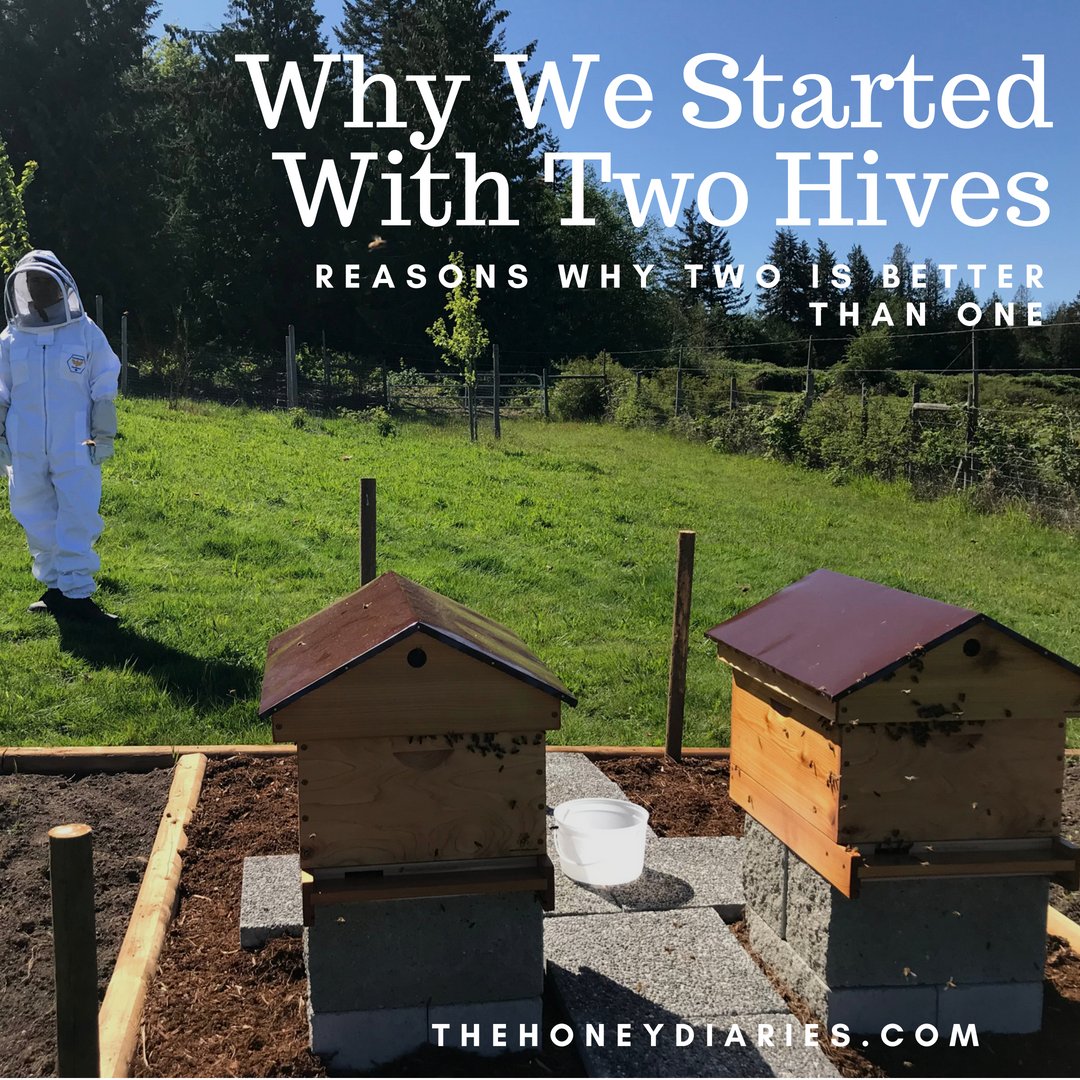 Have you ever wondered why we started with two hives instead of just one? Well we have the answers! Head to our blog now to find out! 🐝🍯👯💜 #thehoneydiaries #twoscompany