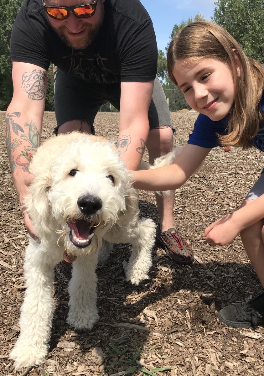 6 month old goldendoodle