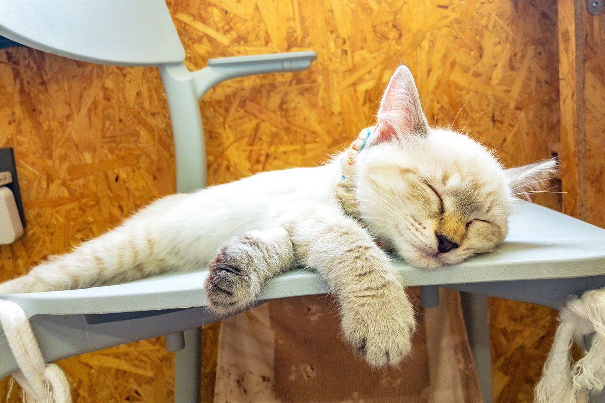 SEAN__SING's tweet photo. 🐈
「初めての猫カフェ」
アレルギーの薬💊を飲んで挑んだにもかかわらず、開始5分で鼻水が止まらなく・・・
薬を飲んでも流石に30匹分のアレルギー物質には耐えられなかったみたいです😇
でも可愛すぎて幸せな時間でした💕
https://t.co/1chb1elxi0
#お昼寝 #猫アレルギー #ミャーオ #猫 #cat https://t.co/9KptOg2Iil