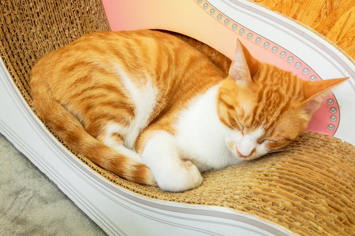 SEAN__SING's tweet photo. 🐈
「初めての猫カフェ」
アレルギーの薬💊を飲んで挑んだにもかかわらず、開始5分で鼻水が止まらなく・・・
薬を飲んでも流石に30匹分のアレルギー物質には耐えられなかったみたいです😇
でも可愛すぎて幸せな時間でした💕
https://t.co/1chb1elxi0
#お昼寝 #猫アレルギー #ミャーオ #猫 #cat https://t.co/9KptOg2Iil