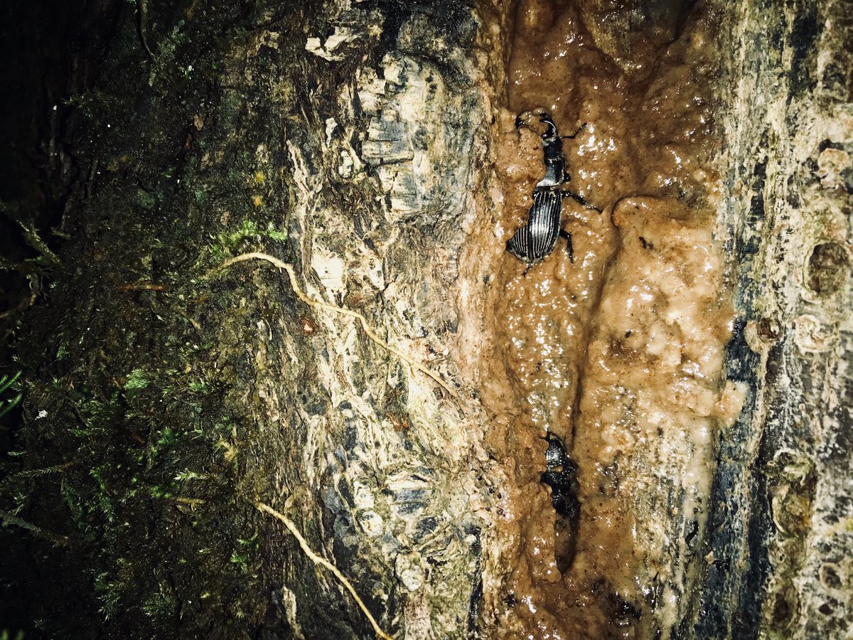 クワガタ採集家 ヒラタ王のギネスへの道 南九州編 そうですね この樹木は他より明らかに立派なハルニレです O