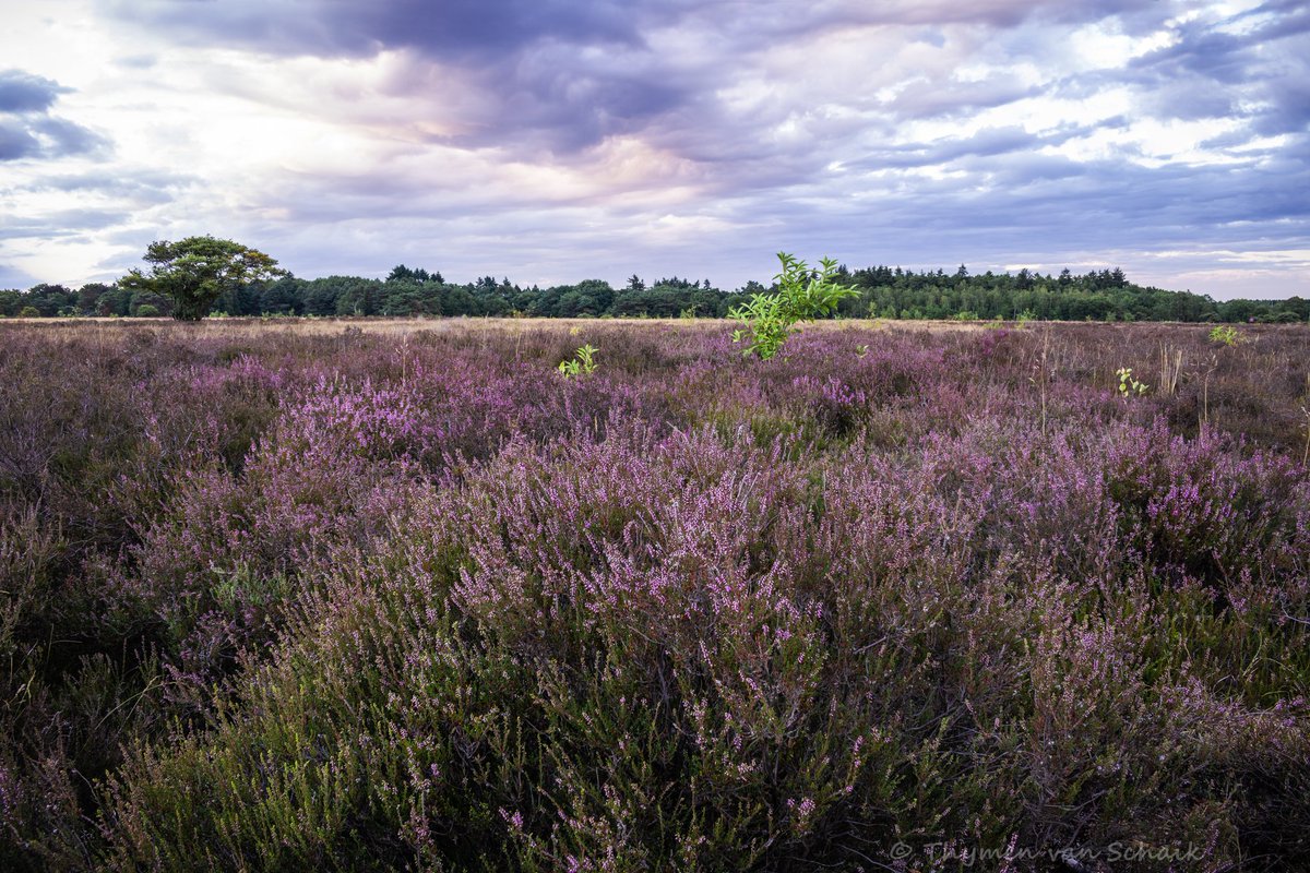 thymenphoto's tweet photo. It's August and the heathers in the Netherlands are started with blooming!

Nikon D3300
AF-P DX Nikkor 18-55mm f/3.5-5.6G VR
@mooigooi #landscape #landscapephotography #nikonnl #nikonusa #nikoneurope #nikonshotz @NikonUSA @NikonEurope #holland #thenetherlands https://t.co/hIcHR0dyOU