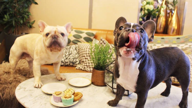 TimeOutLondon's tweet photo. Cute canine alert! A French bulldog cafe is coming to London in September.
https://t.co/e474cpNgRb https://t.co/g114WOzeVX