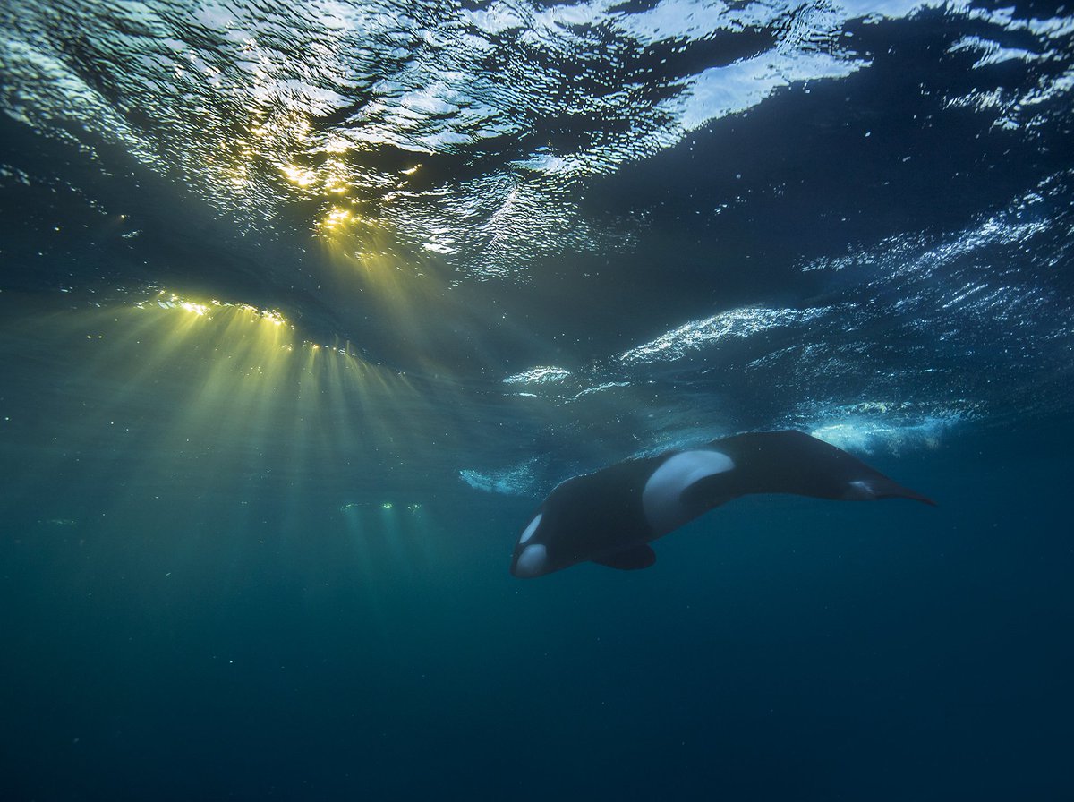 CanonNederland's tweet photo. #TeamCanon: Toen een orka op precies het juiste punt vlak onder het wateroppervlak verscheen, net toen een lage novemberzon doorbrak in de onderwaterwereld, wist Canon Ambassador Audun Rikardsen (©) dat hij maar één kans had om de perfecte foto te maken: https://t.co/Ktb1fJpphU https://t.co/bODF8AnJ23