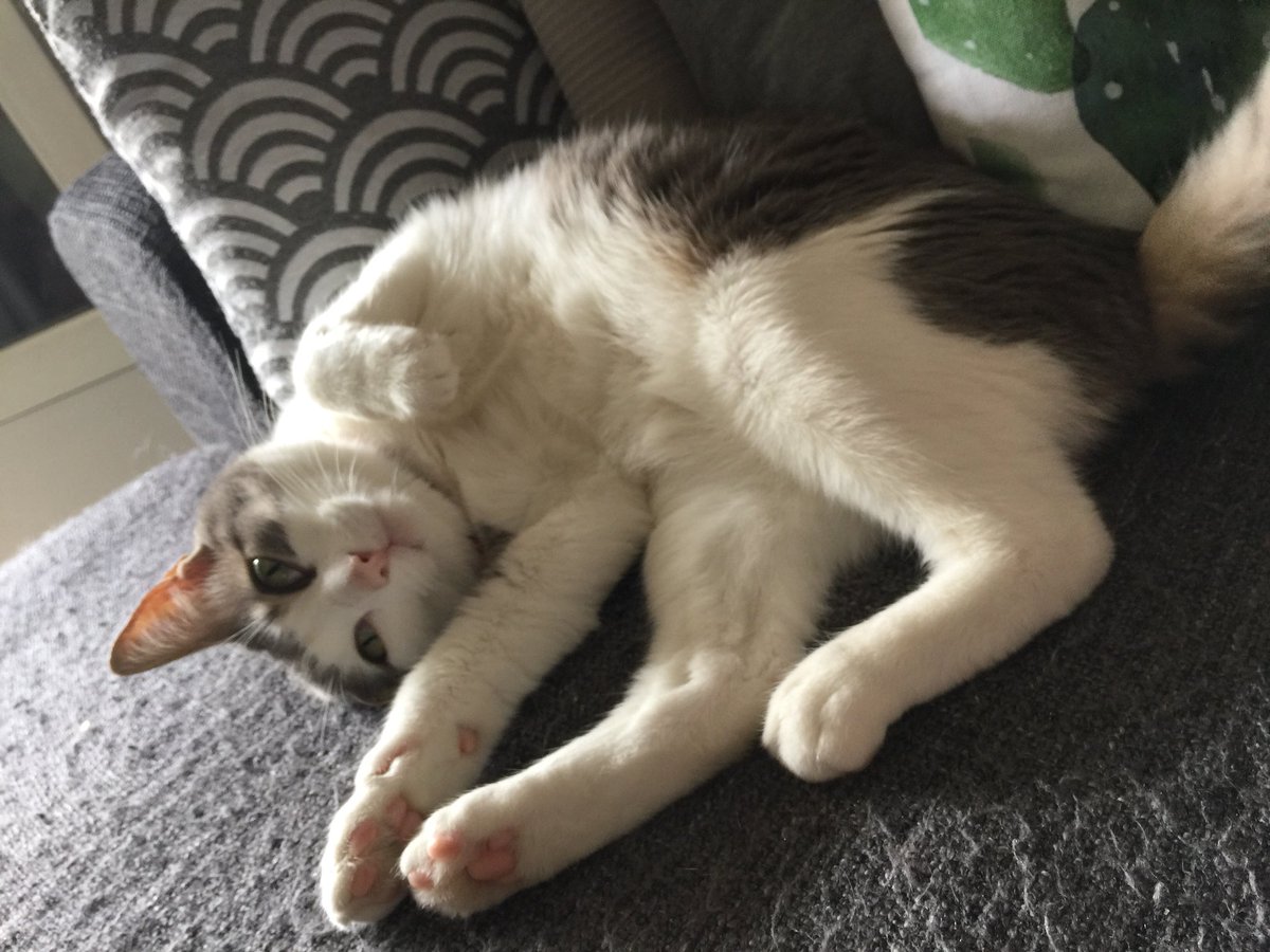 Mon Kyky-chat 😻 #postyourcats