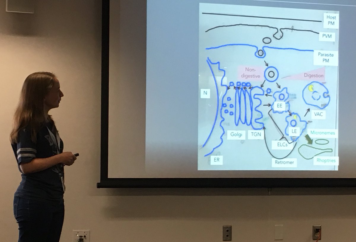 MBLBoP's tweet photo. Time for module four presentations #BoP2018 team toxo pimped Vern Carruther’s artistic skills ( better than @wilsonwench and @flamcatt ??) & CRISPR ahead https://t.co/N9xPWnNiGM