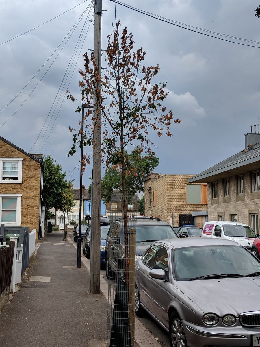 TreeLogga's tweet photo. We noticed some #TreesInTrouble on Grosvenor Rise East yesterday. If you live nearby, please help these young trees and give them some water.... @fullersbuilders #Walthamstow #streettrees https://t.co/2oFISbTsGB