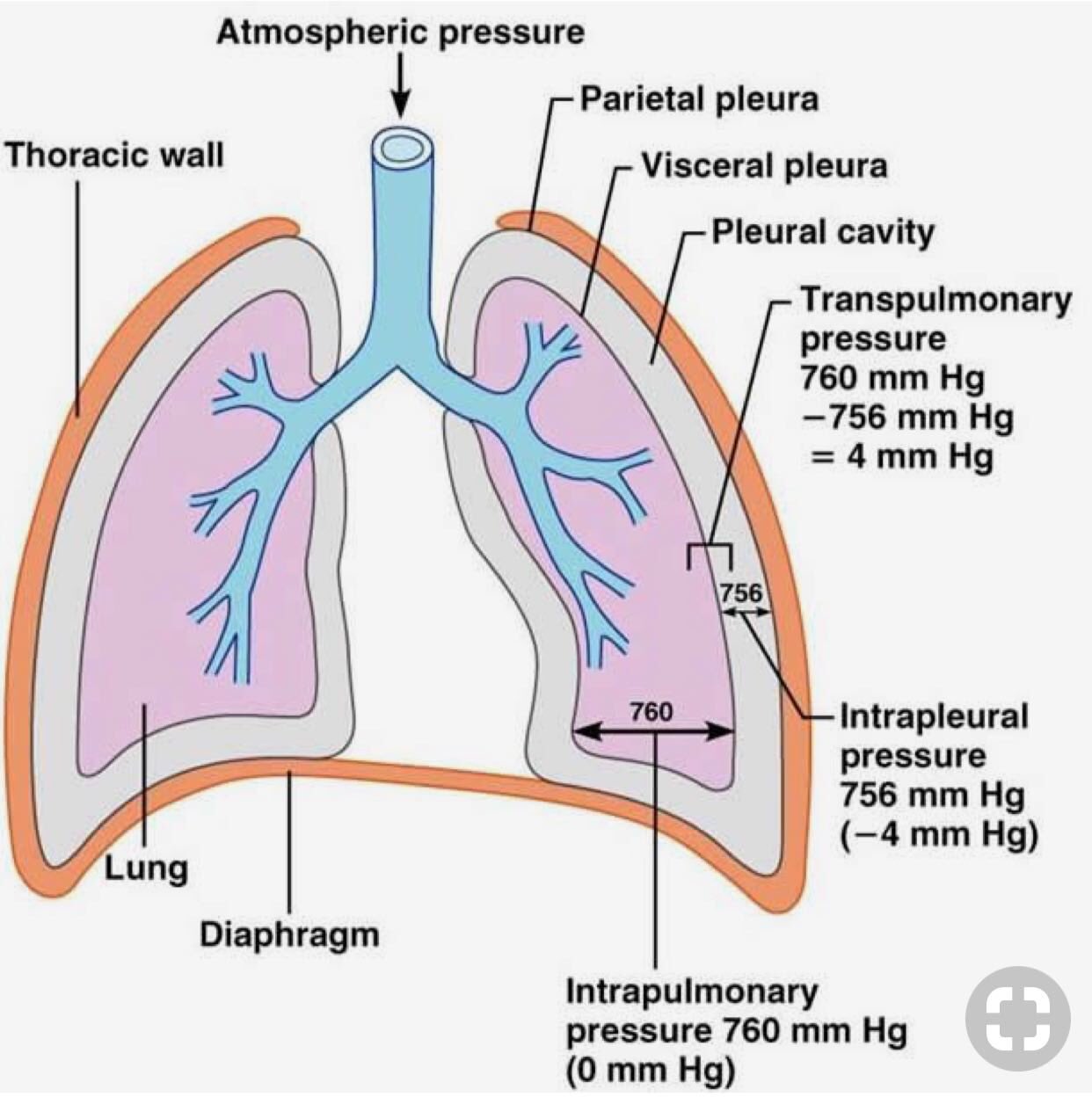 Parietal Pleura Diagram Biology Diagrams