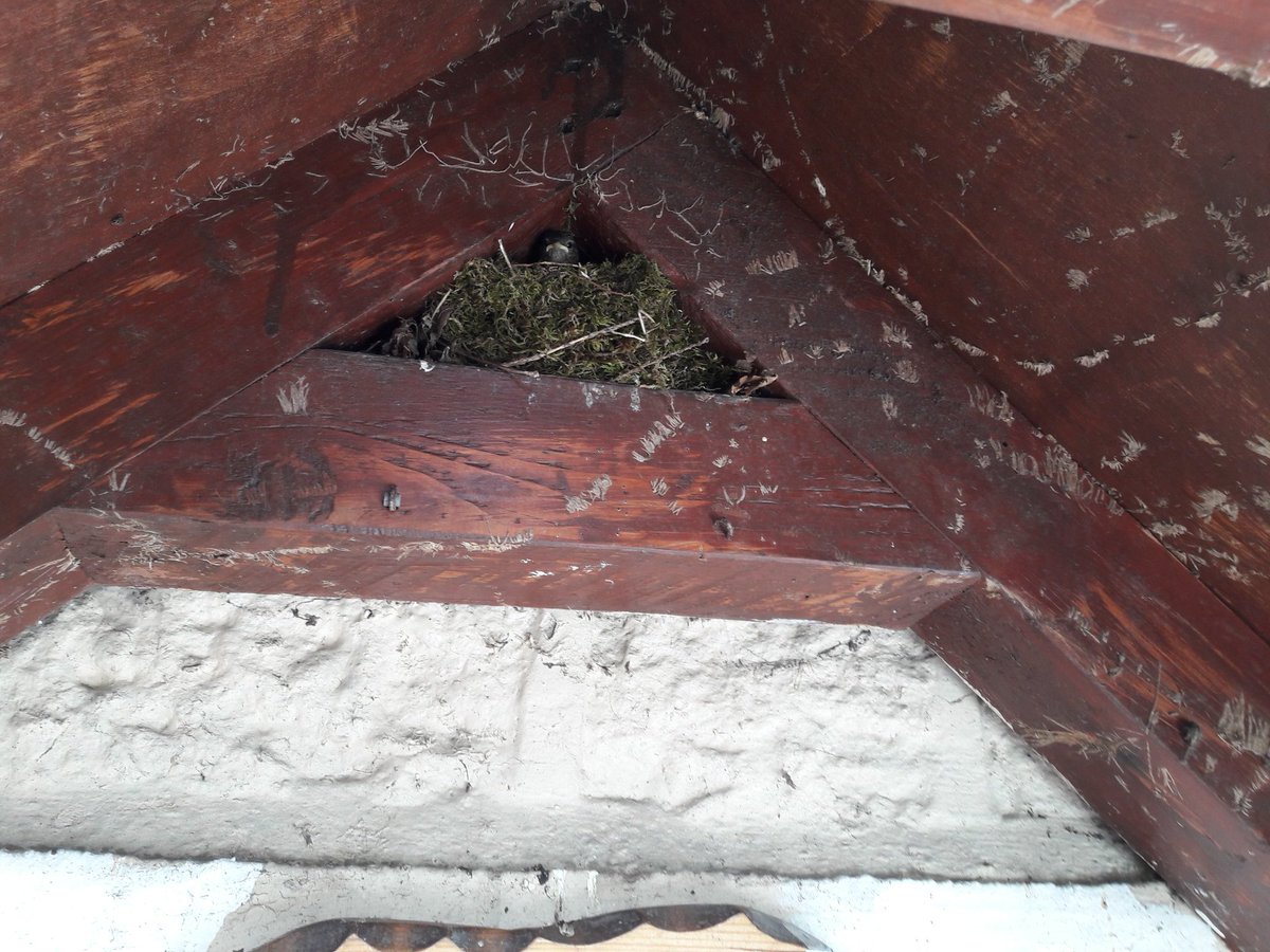 MattMaintenance's tweet image. Due to restore this porch yesterday but found a little family of wrens in residence. Have to call back when no ones home. #birdwatch