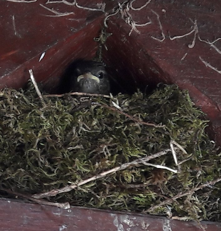 MattMaintenance's tweet image. Due to restore this porch yesterday but found a little family of wrens in residence. Have to call back when no ones home. #birdwatch