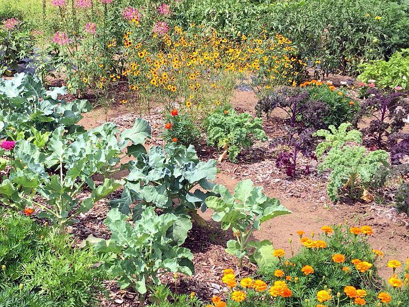 Flowers, Veggies & Battling Bugs: The Good (And Bad) Of Summer Gardening dlvr.it/Qdk9jX https://t.co/jzQrWZIDwz