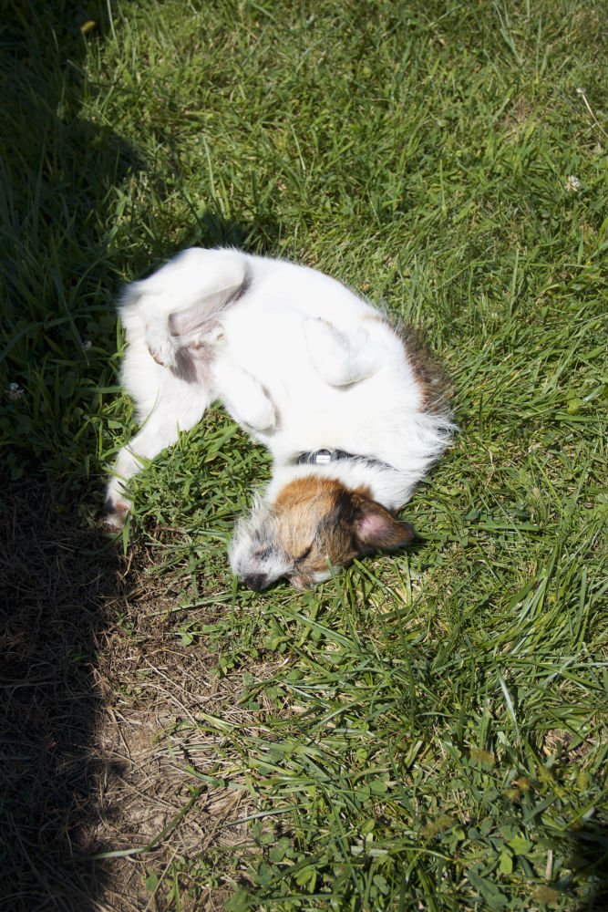 Barren Ridge is now on BringFido.com.  Do you have pics of your dog at the vineyard to share?