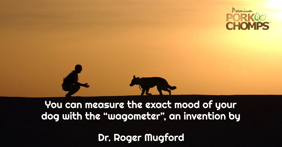 PorkChomps's tweet photo. You can measure the exact mood of your dog with the “wagometer”, an invention by Dr. Roger Mugford that uses tail wagging as the determinant of mood! https://t.co/zlZemo3pgW https://t.co/VbHjJdtGA0