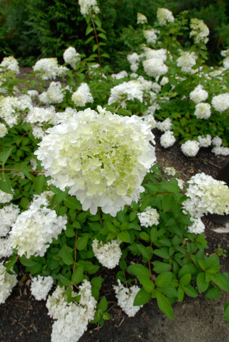 chicagobotanic's tweet photo. The hydrangea has come a long way from being just a popular Victorian shrub. Get expert information about this bloom of the August by clicking on the link. https://t.co/cpFzIwoFtx https://t.co/xDdgbTICAV