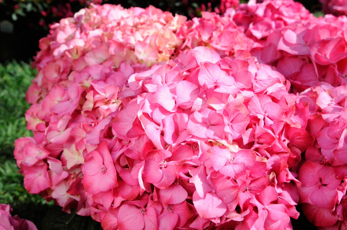chicagobotanic's tweet photo. The hydrangea has come a long way from being just a popular Victorian shrub. Get expert information about this bloom of the August by clicking on the link. https://t.co/cpFzIwoFtx https://t.co/xDdgbTICAV