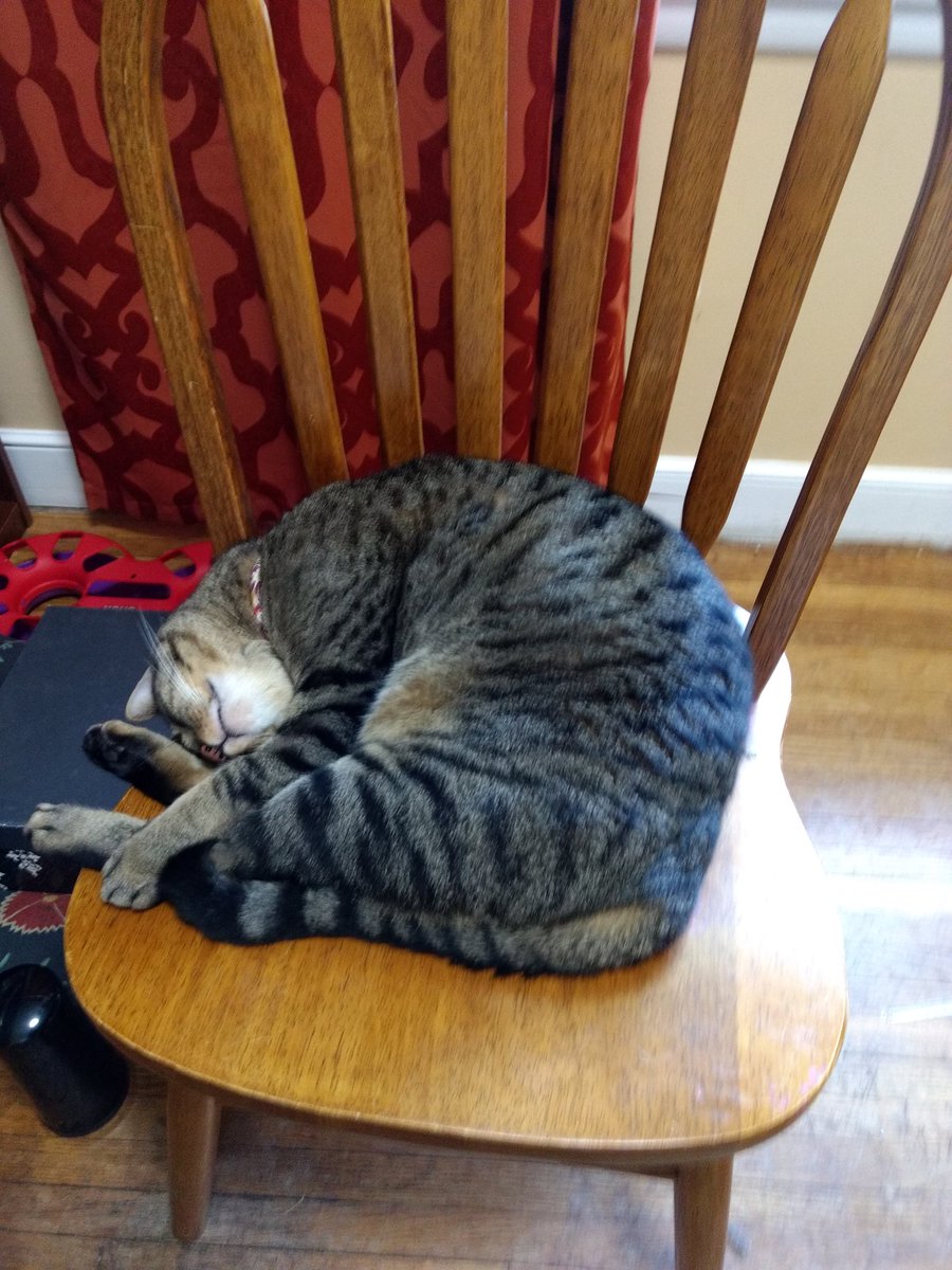 OfficialTigerTN's tweet photo. #CHAIRS!!! #CATSOFTWITTER https://t.co/DJtyx8fVEt