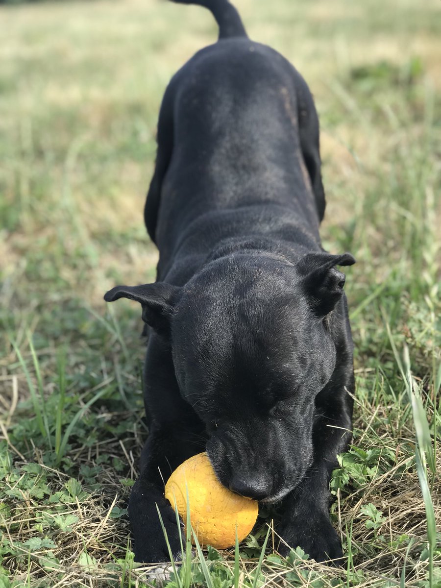 Retired Police Dog Stella the Staffie tweet media