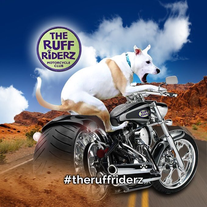RubyDawgOffcial's tweet image. #RockinRuby it's ready to ride!

#TheRuffRiderz #dogsoftwitter #dogcelebration #firsttime #RubyDawg #RubyRoo #Motorcycles #PetsOnMotorcycles