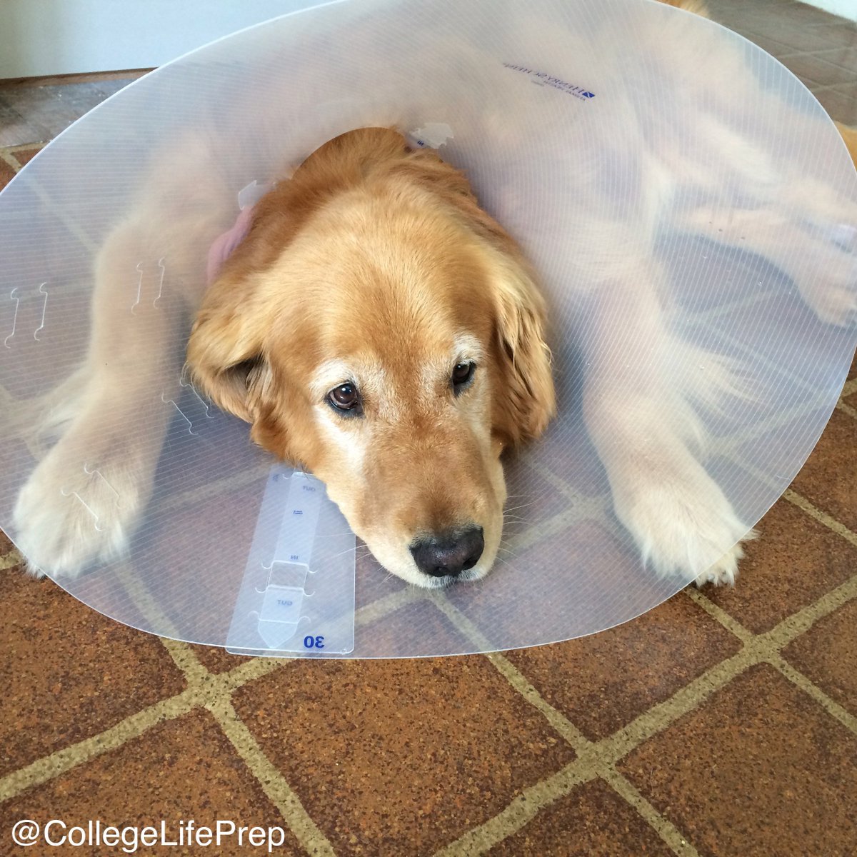 CollegeLifePup's tweet photo. Leo was jinxed by quoting Doug from "Up" for his Disney Inspired Post. #ConeofShame https://t.co/y0uTEOMp2I