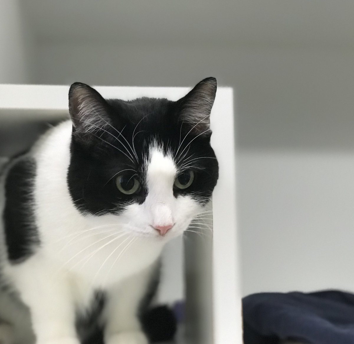 PPRUniversity's tweet image. &amp;lt;3 Pretty kitty, Miracle! =^_^=