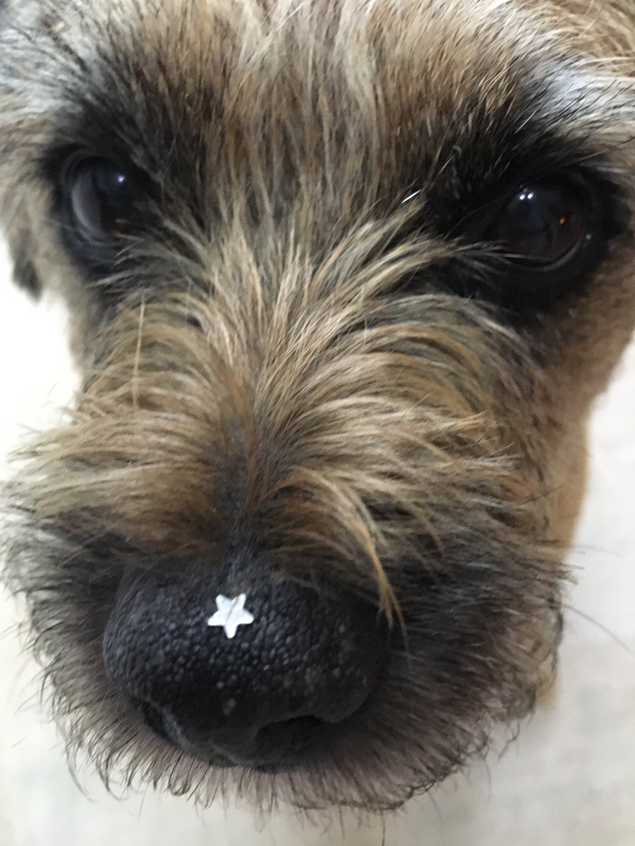 Apparently I’m a star! #BTposse