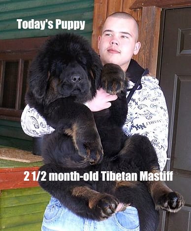 WeLoveDogsUSA's tweet photo. Today's Adorable Puppy is a 2 1/2 month old Tibetan Mastiff. The breed is said to be independent, reserved, and intelligent. He and will grow up to as much as 150 lbs!  #TibetanMastiffPuppy #MastiffPuppy #FridayFeeling #BiggestDogBreeds  #BiggestDogs #TallestDogs https://t.co/wQTd4fkIxY