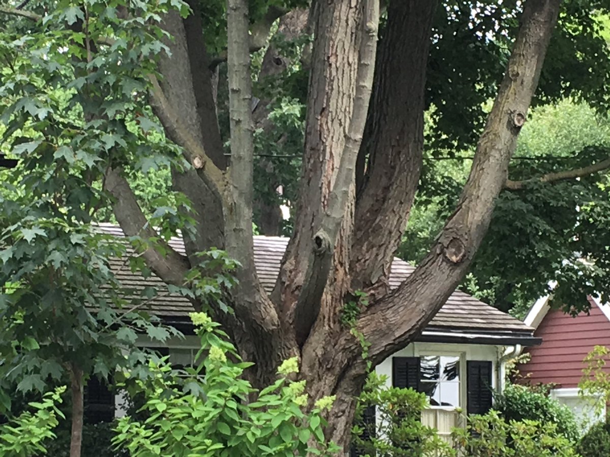 Oakvillegreen's tweet photo. On the hunt for an #Oakville #treetour route w/ our favourite plant person! Thanks @CathyKavassalis! Trees tell us so much about our past and present and are key to our future! #urbanforest as storyteller...π²π³ https://t.co/SEh2pkqUds