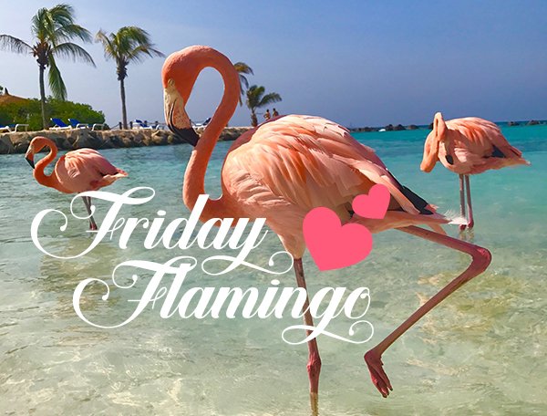 Sending you a #Friday #Flamingo from #Aruba Have a great #weekend! Hope to see you soon on #onehappyisland #dutchcaribbean #flamingobeach 🌴🌅💖