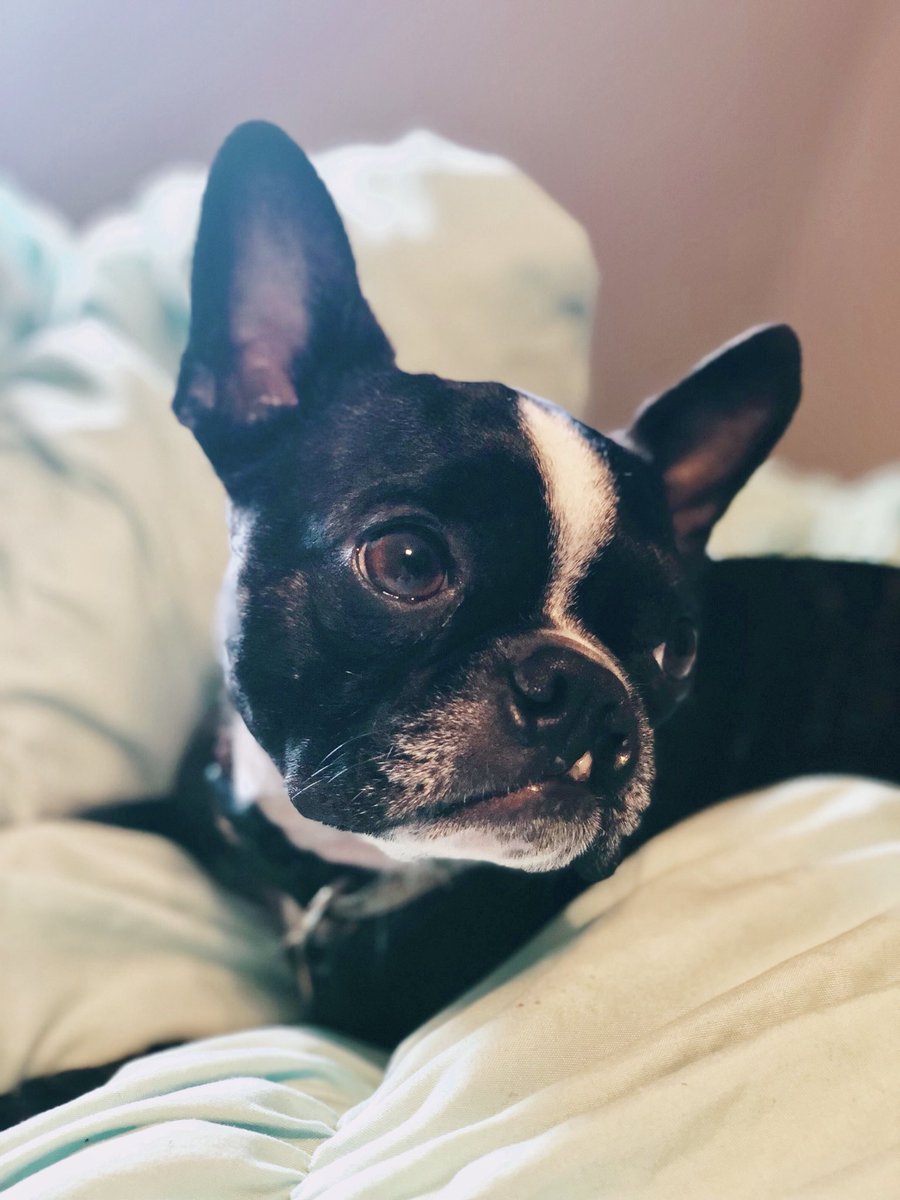 abigail_coley's tweet photo. Hello, these are my dogs and I love them very much. That’s all, have a nice day. https://t.co/KRvcS2qjsR