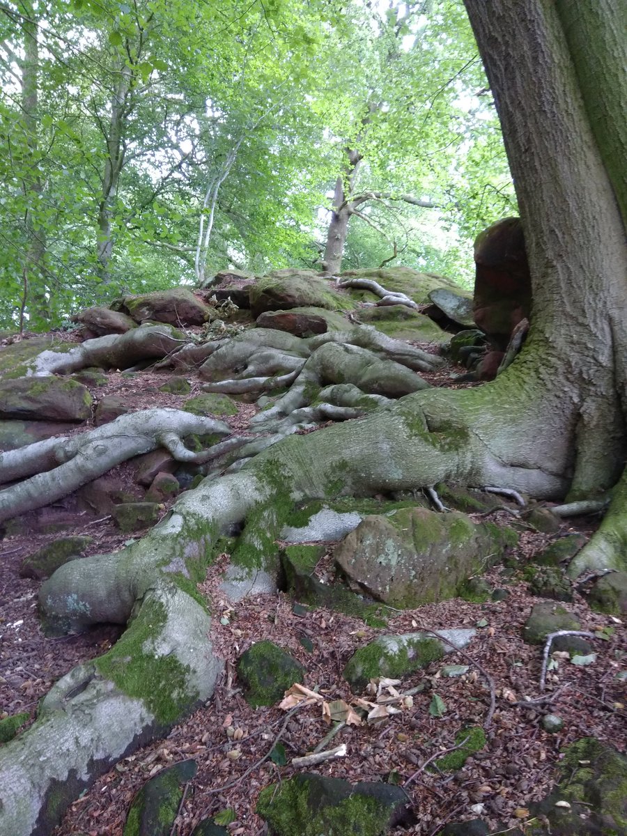 Incredible surface root system supporting this beautiful beech tree growing on sandstone cliff <a href="/TheFollies/">Hawkstone Park Follies</a> <a href="/AncientTreesATF/">Ancient Tree Forum</a>