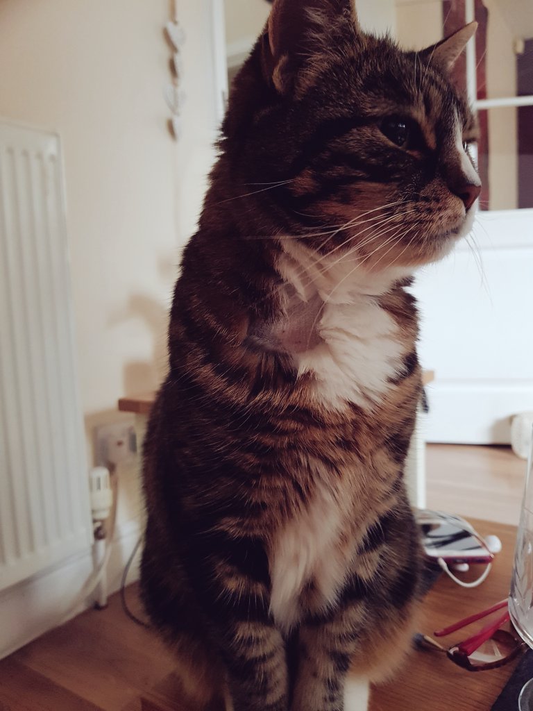 MsEmJam's tweet photo. Poor #RubyCat had an emergency vet appt today. #ShavedNeck https://t.co/wuRo9dCeTO