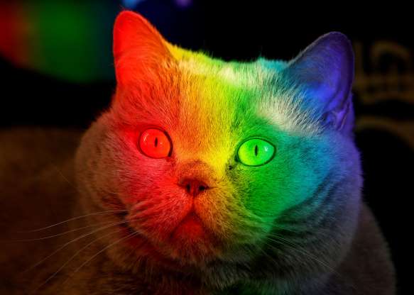 PhotonicsMedia's tweet image. #Diffractive #cat from this week&apos;s photos, (c)Reuters Ilya Naymushin. Happy Phriday #Photonics folks!