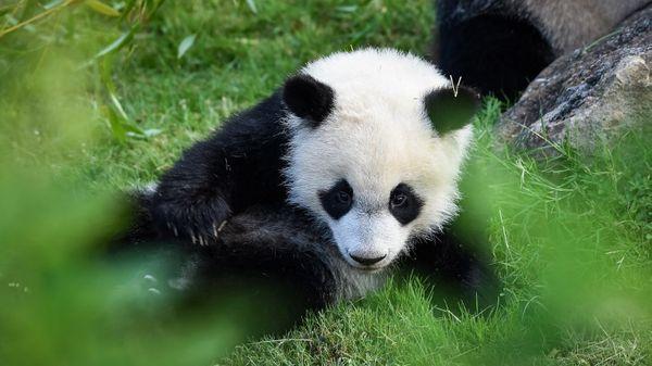 France Inter Bon Anniversaire Yuan Meng T Co Kp18tdrh5b Zooparcdebeauval Panda Le69inter L Gayet
