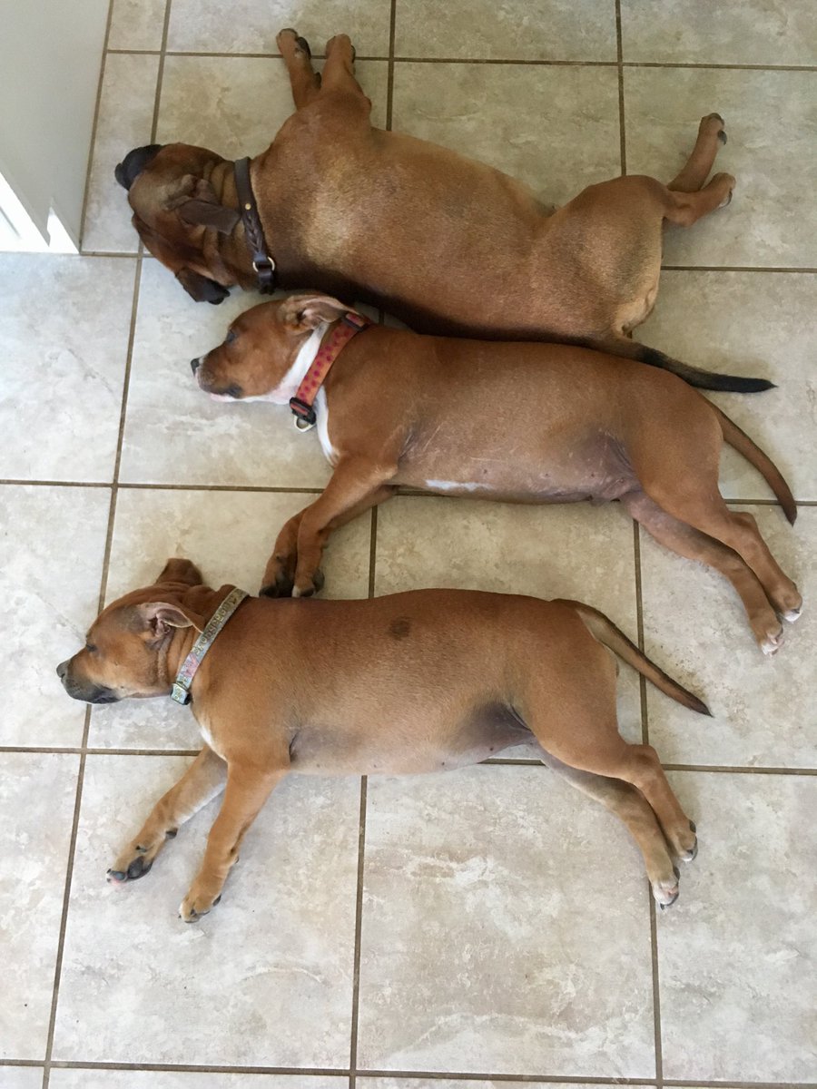 MyStaffords's tweet photo. These three woke me all night. Playing. On the bed. Bad #staffordpups! #chezrapups vs #ezmapup #10monthsold vs #19weeks https://t.co/QS9AgEKQw7