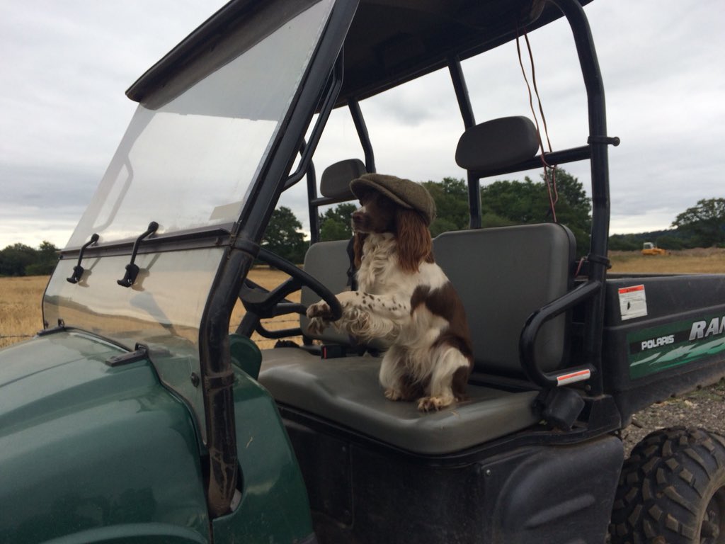 Well not happy with new game keeper 😡 we’ve not see a pheasant for the last 2 weeks and she says she can drive the Polaris!