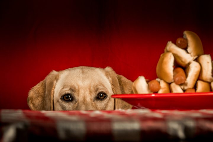 Our vet-in-residence gives 13 Summer BBQ Tips to Keep Your Dog Safe bit.ly/2AKdcoa #nobones #BBQ #summerdogs #getleashed #getleashedmag #livebeyondthedogpark