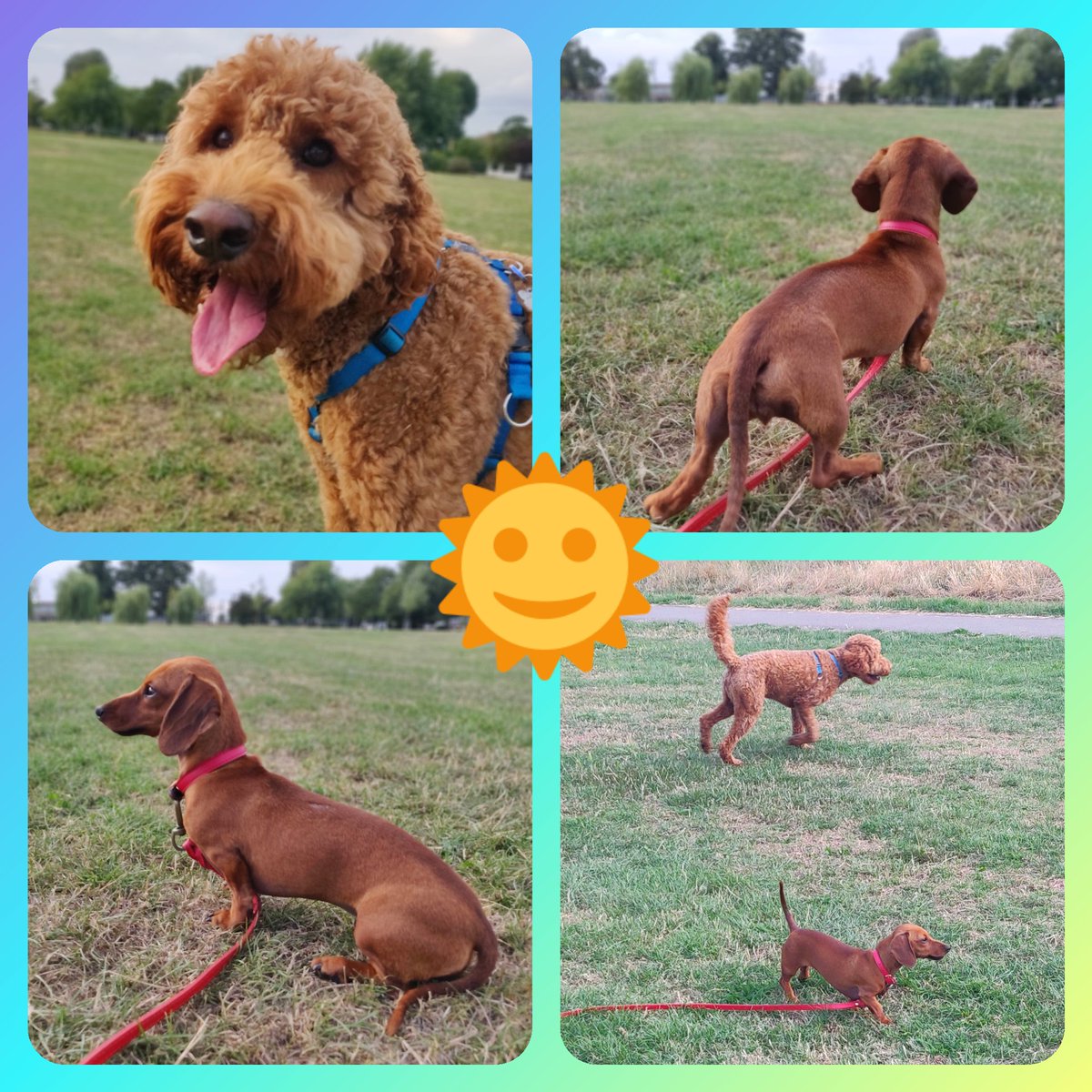 We just got back walkies! 😁

During this hot weather, it's best to walk your doggies in the morning or evening when they won't burn their paws or be at increased risk of heatstroke. 

More tips from our friends at <a href="/RSPCA_official/">RSPCA (England & Wales)</a> &amp; <a href="/Battersea_/">Battersea</a>