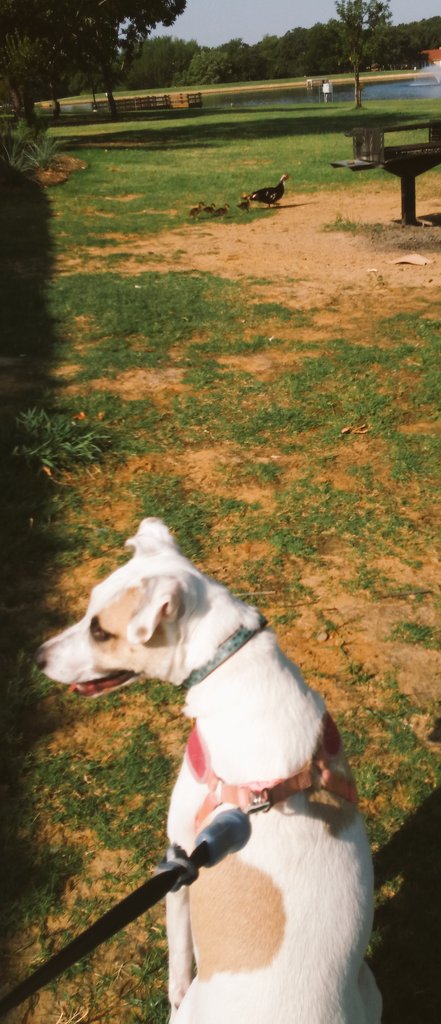 RubyDawgOffcial's tweet photo. Went on walk tahday at #BedfordBoysRanch muh hu-dad wunnt let me chase dem litl #BabyDucks. Ah got ta chase da big wonz tho.

#dogsoftwitter #dogcelebration #RubyDawg #RockinRuby https://t.co/UIdMlzFU0H