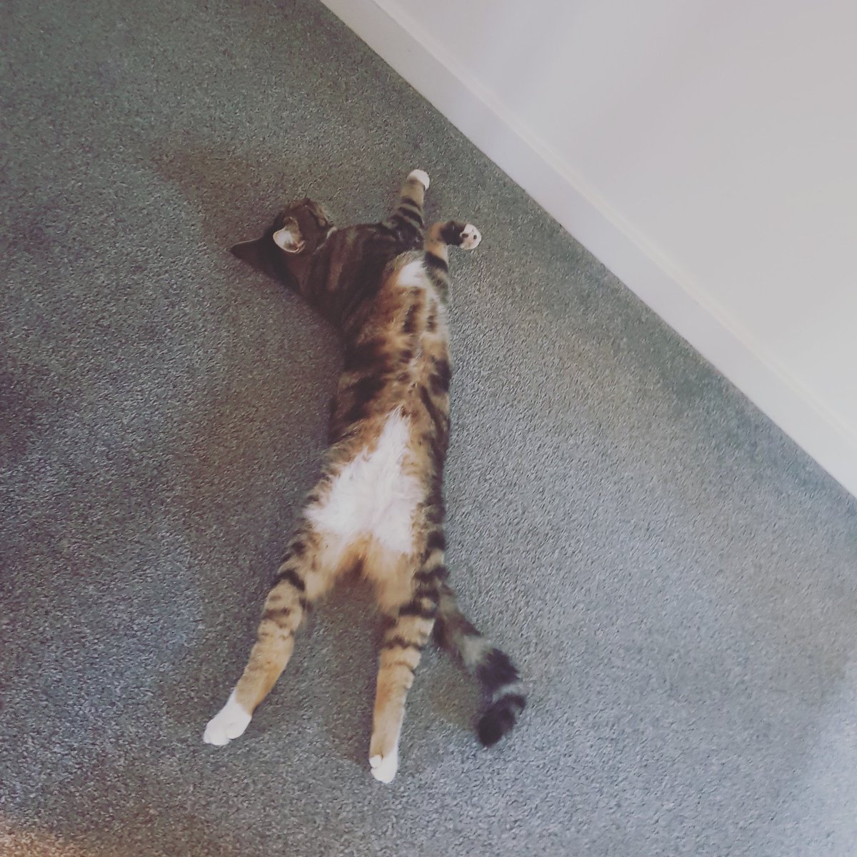 KeepinUpWithTGG's tweet photo. This voting business is tiring.

Vote Gatsby for the king of the @hexhamcourant Pet Parade

Email:

Jennie.Dunlop@newsquest.co.uk

Subject: Pet Parade

My favourite pet is The Great Gatsby https://t.co/qDtgIz30BA